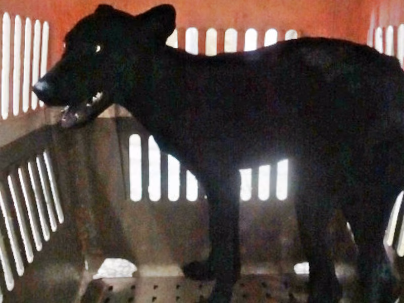 Black young female mixed-breed dog, Medium, shelter no. …1725