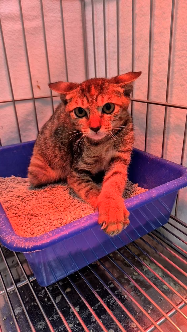 Tabby young female mixed-breed cat, Small, shelter no. …8004