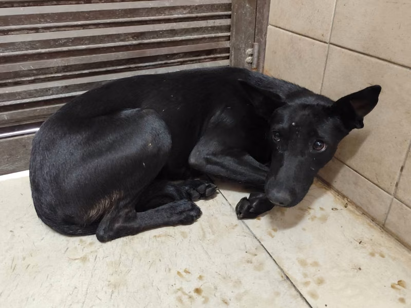 Black adult female mixed-breed dog, Large, shelter no. …0703