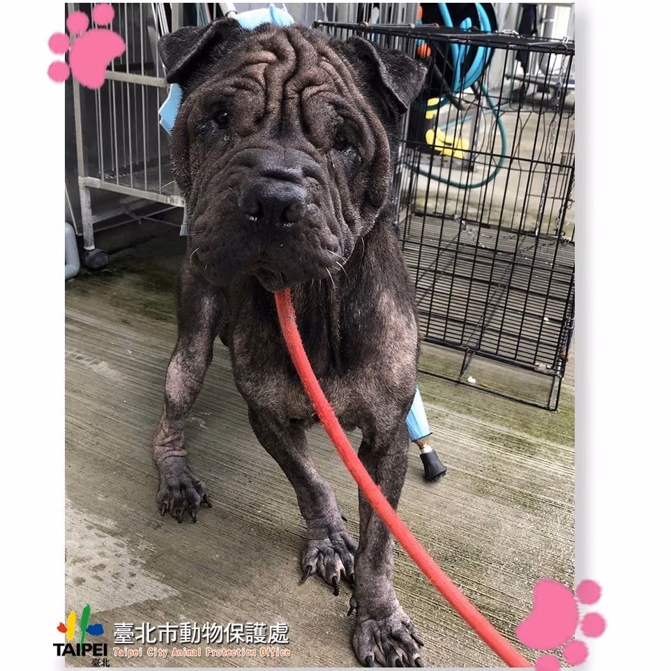 Black adult male mixed-breed dog, Medium, shelter no. …1502