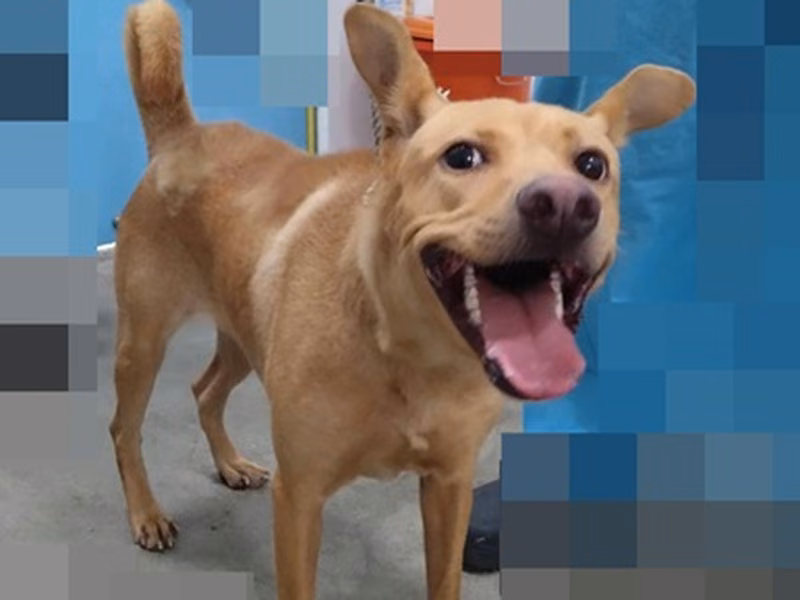 Tan adult female mixed-breed dog, Large, shelter no. …6002