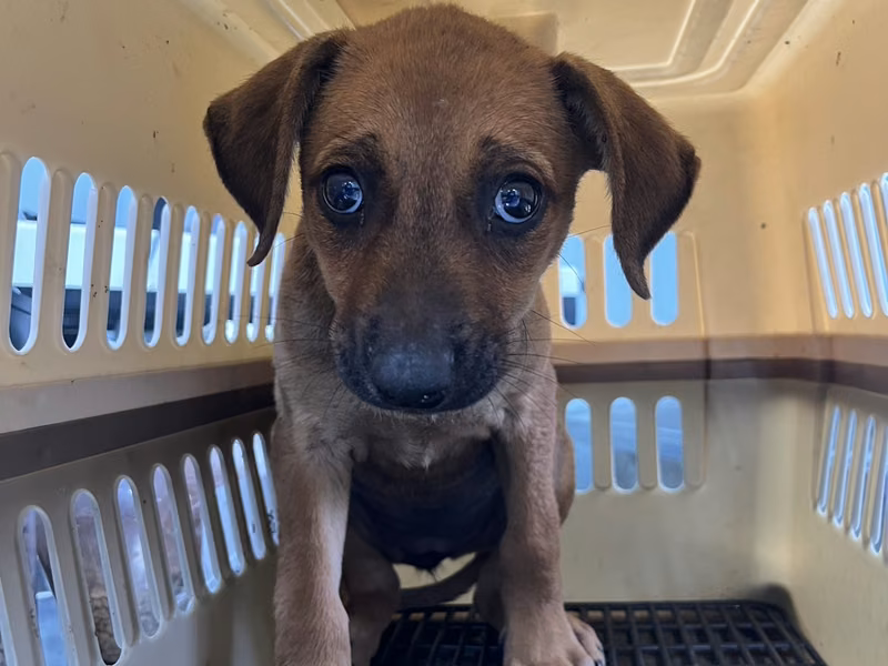 Brown young female mixed-breed dog, Small, shelter no. …3001