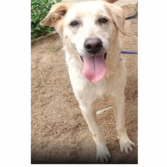 White adult female mixed-breed dog, Medium, shelter no. …8002
