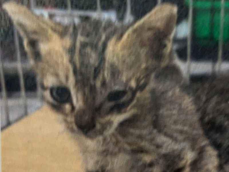 Tabby young male mixed-breed cat, Medium, shelter no. …3002