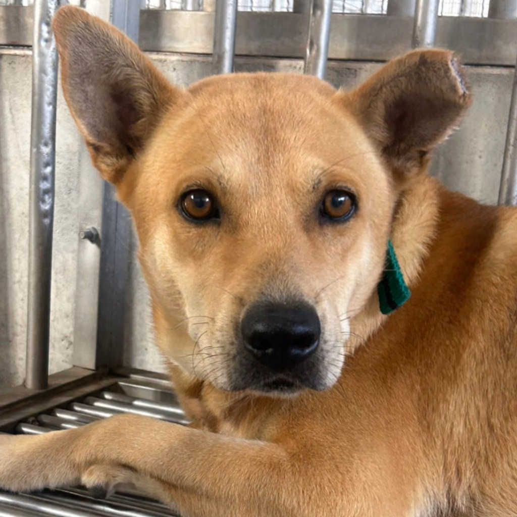Tan adult male mixed-breed dog, Large, shelter no. …5001