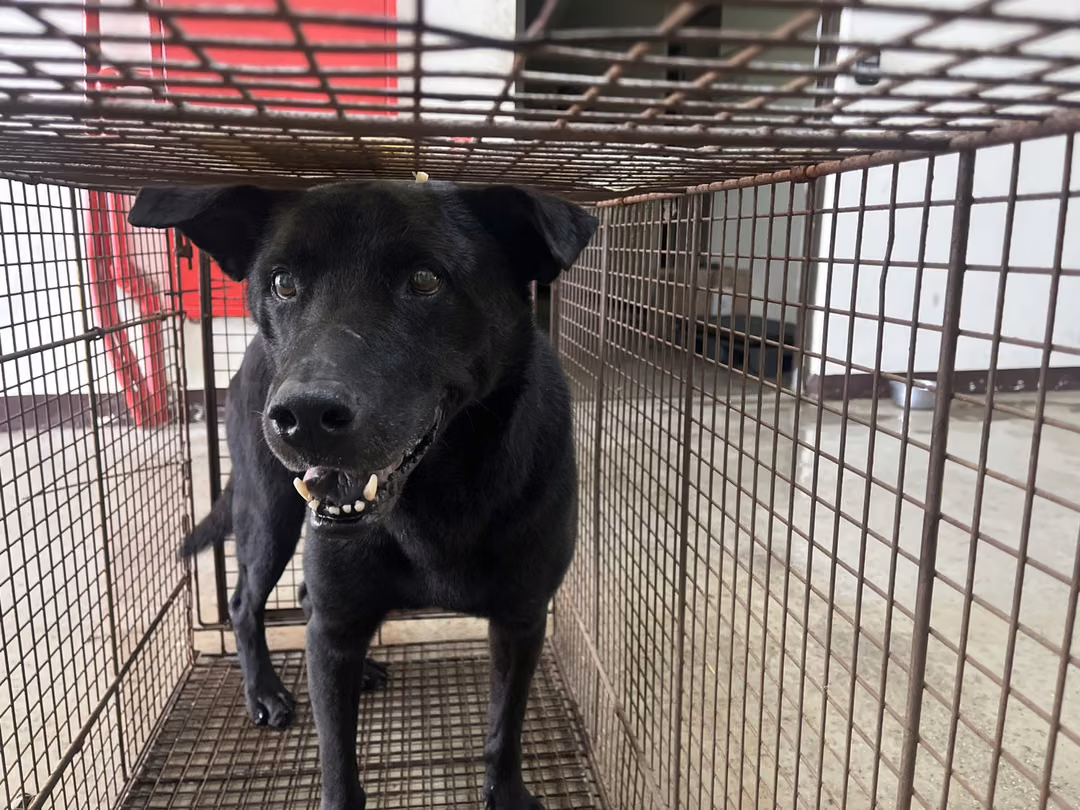 Black adult male mixed-breed dog, Medium, shelter no. …1002