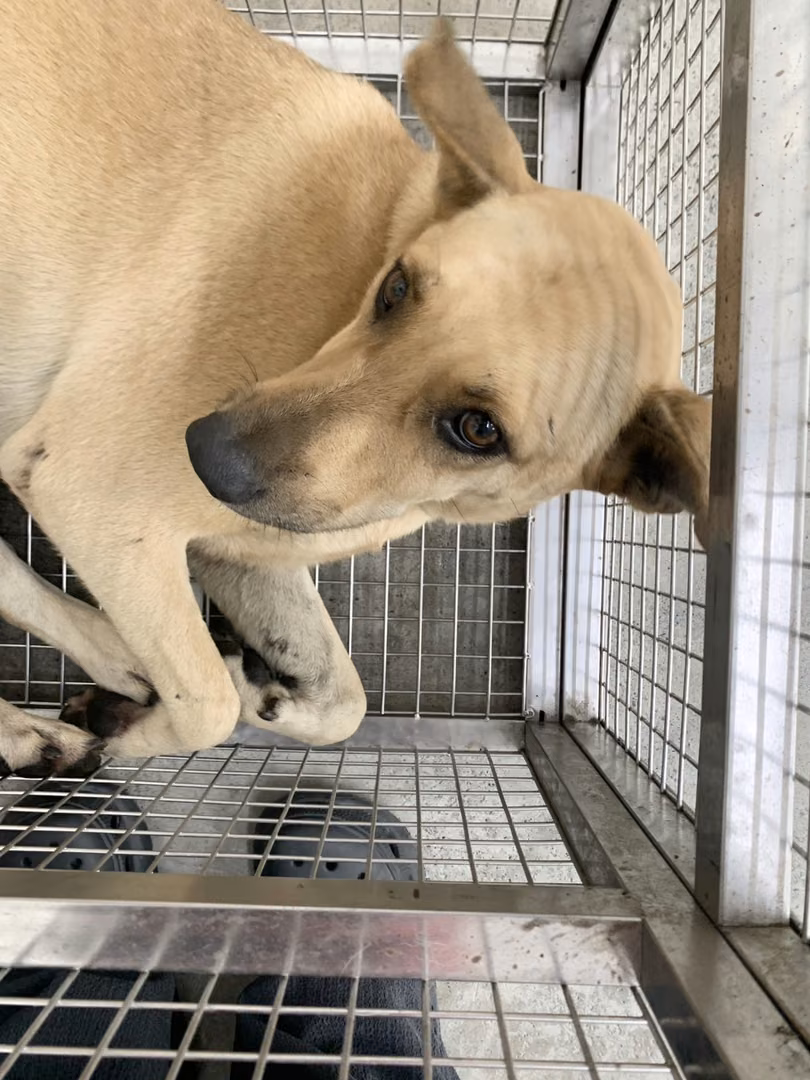Tan adult female mixed-breed dog, Medium, shelter no. …1501