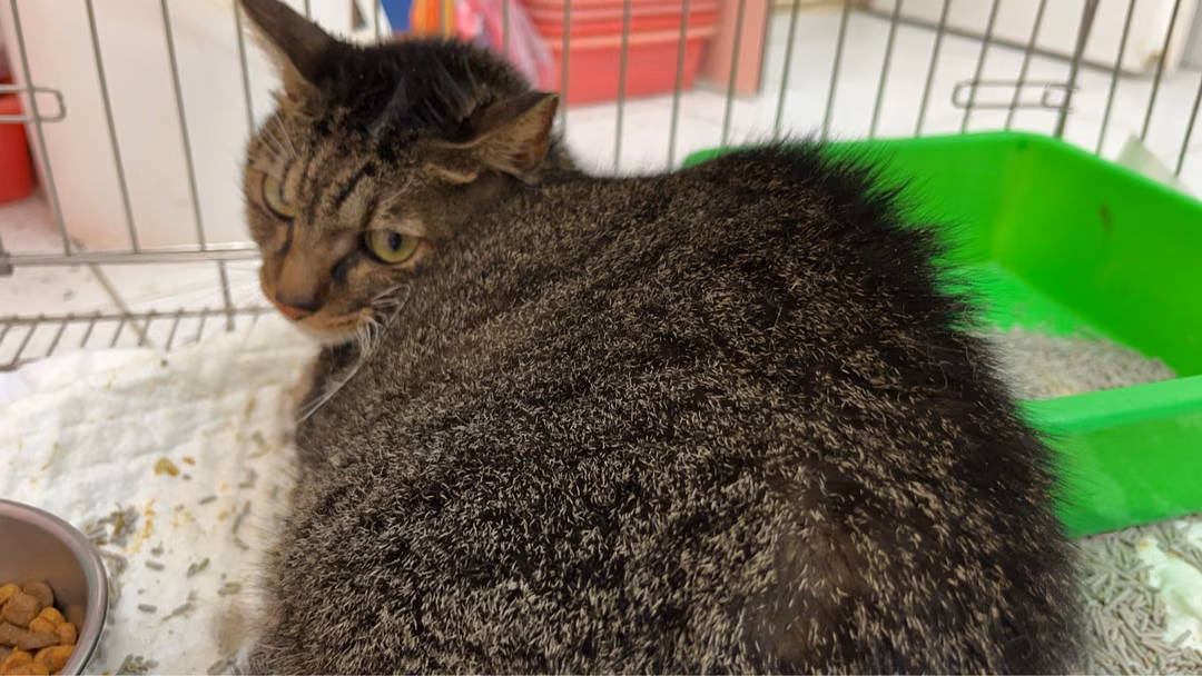 Tabby adult female mixed-breed cat, Small, shelter no. …7001