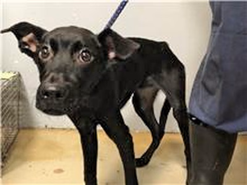Black adult male mixed-breed dog, Medium, shelter no. …1015