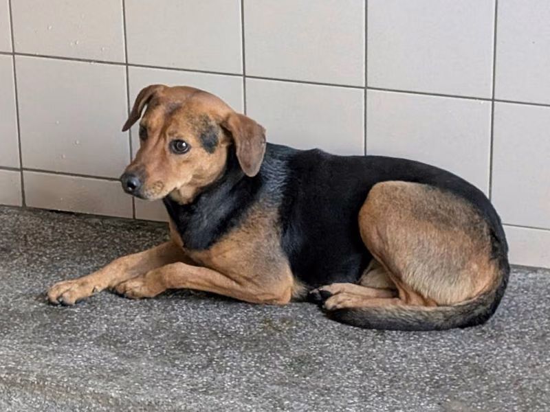 Patched adult male mixed-breed dog, Large, shelter no. …1006