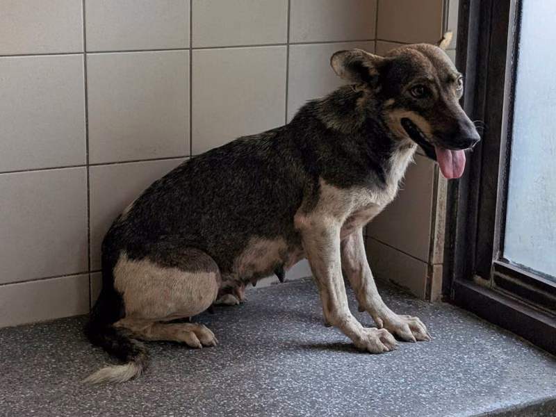 Patched adult female mixed-breed dog, Large, shelter no. …1001