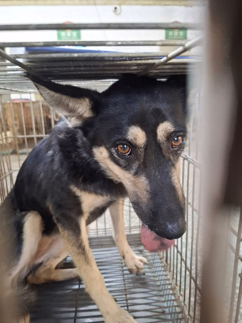 Black-and-brown adult female mixed-breed dog, Medium, shelter no. …0-06