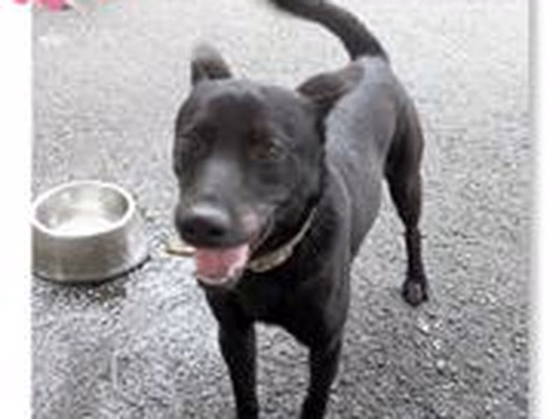 Black young male mixed-breed dog, Medium, shelter no. …0914