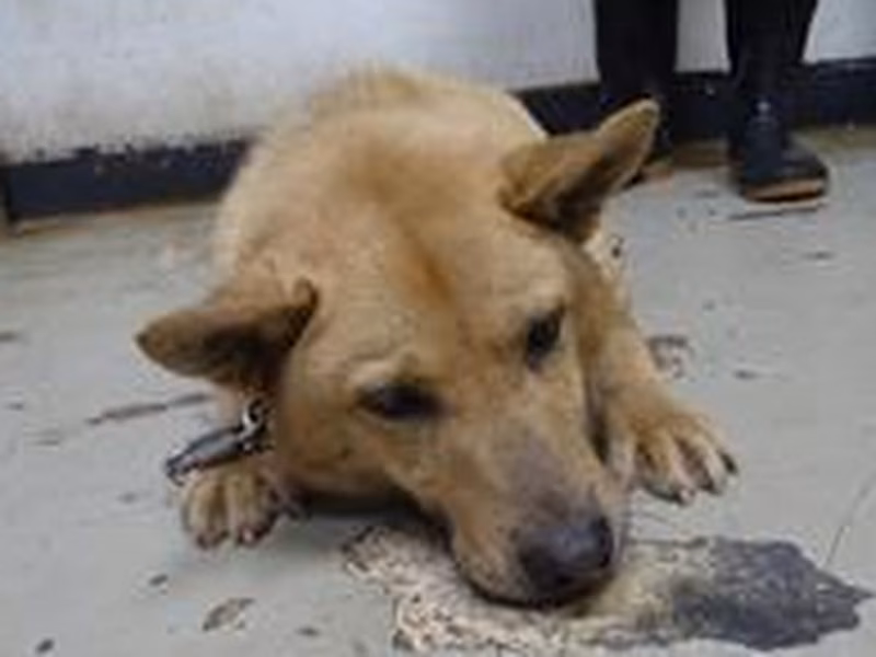 Tan adult male mixed-breed dog, Medium, shelter no. …1301
