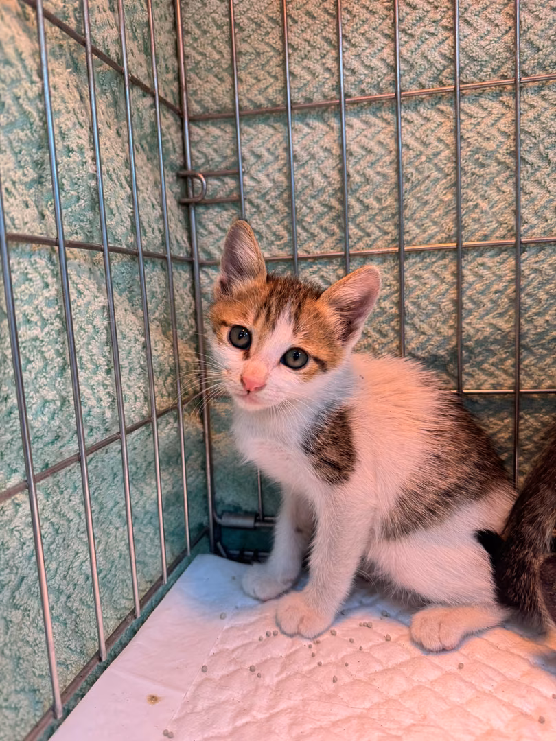 Tabby-and-white young male mixed-breed cat, Small, shelter no. …2002