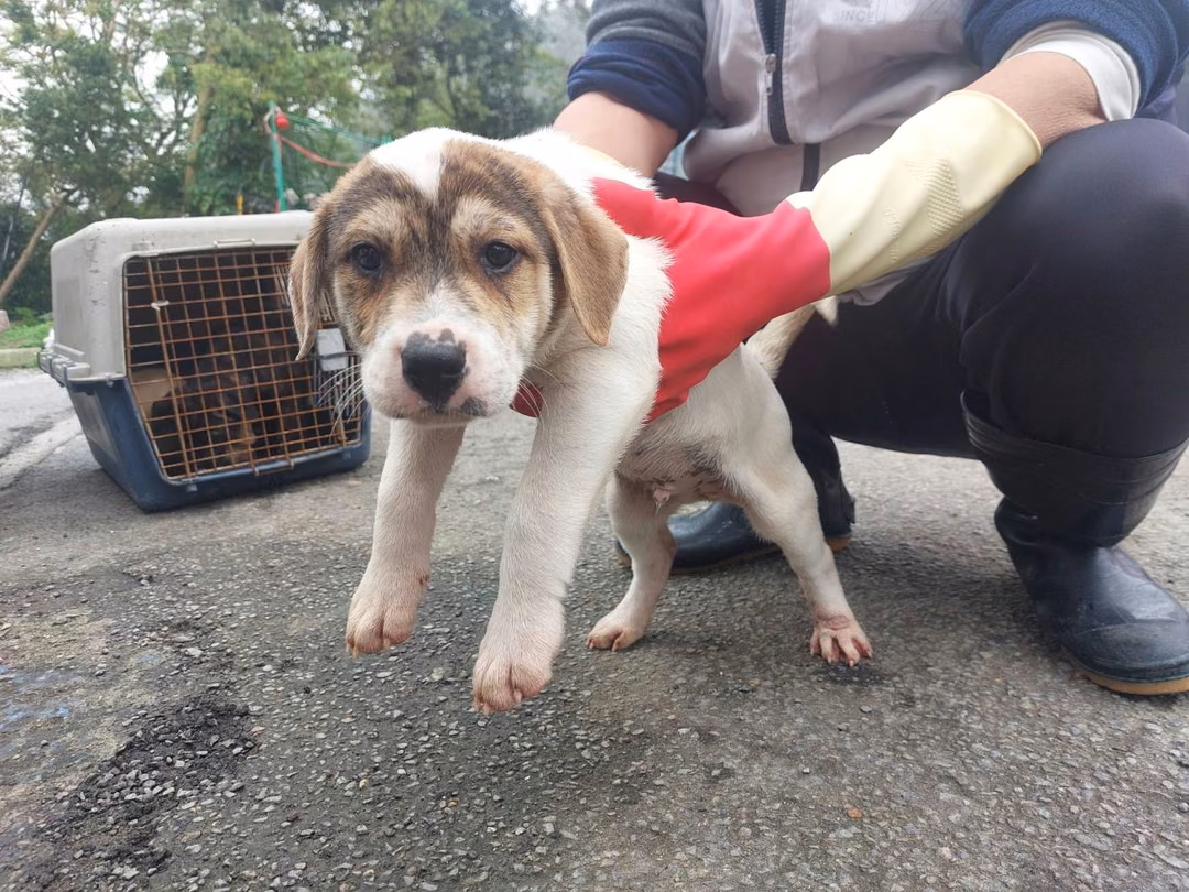 Calico young male mixed-breed dog, Medium, shelter no. …0002