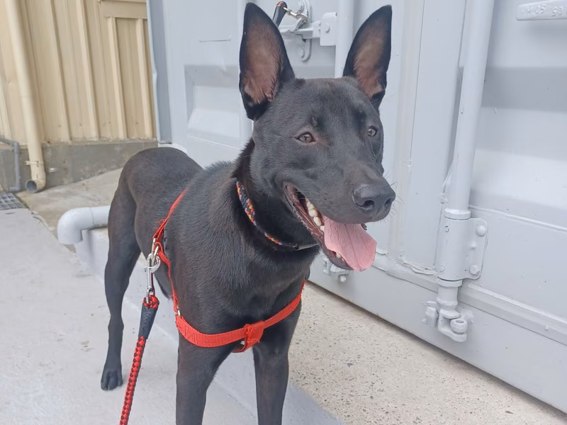 Black adult male mixed-breed dog, Medium, shelter no. …1001