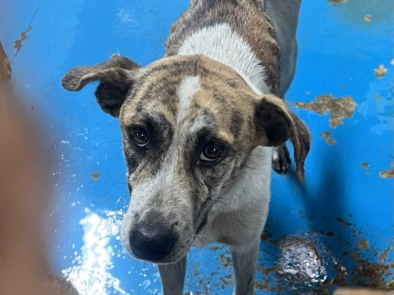 Brown-and-white adult female mixed-breed dog, Large, shelter no. …9007