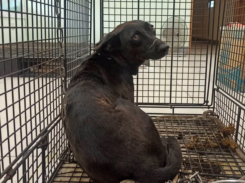 Black adult female mixed-breed dog, Medium, shelter no. …8D01