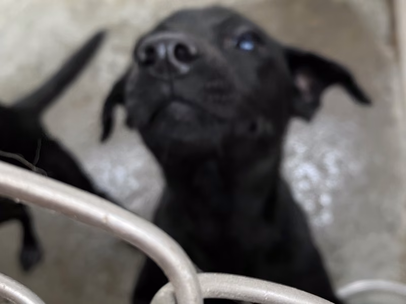 Black young female mixed-breed dog, Medium, shelter no. …7002