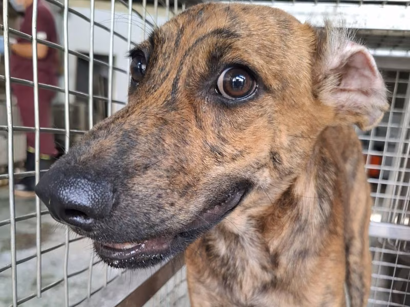 Tabby adult male mixed-breed dog, Medium, shelter no. …2-04