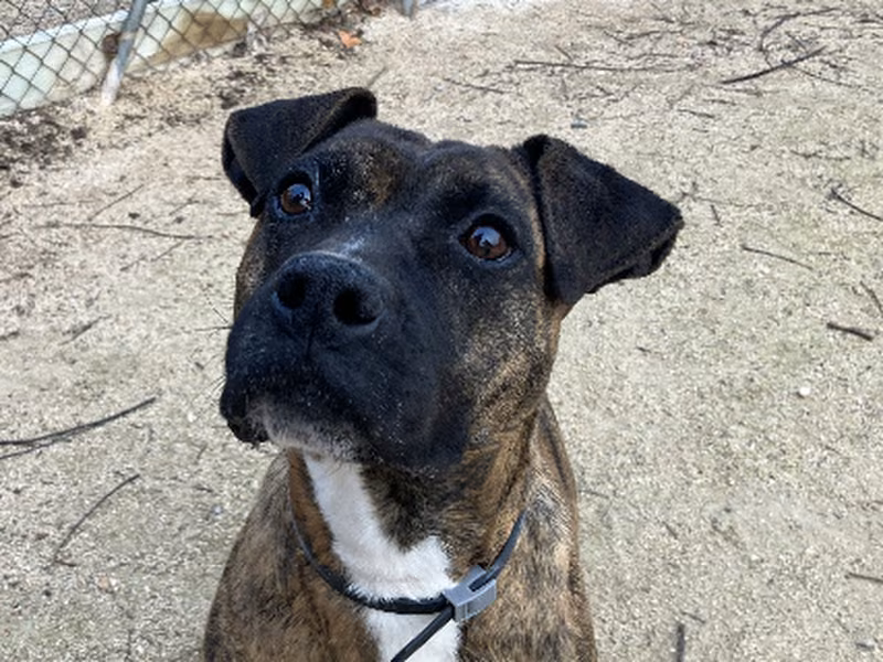 Fina, Senior · Female · Medium · Mixed breed
