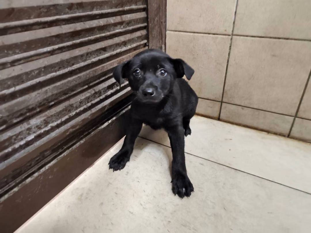 Black adult female mixed-breed dog, Large, shelter no. …2508