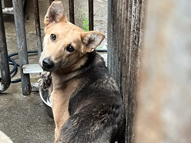 Adult female mixed-breed dog, Medium, shelter no. …5003