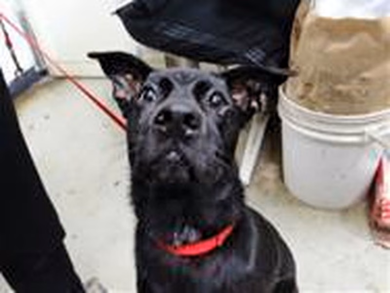 Black adult male mixed-breed dog, Medium, shelter no. …2803