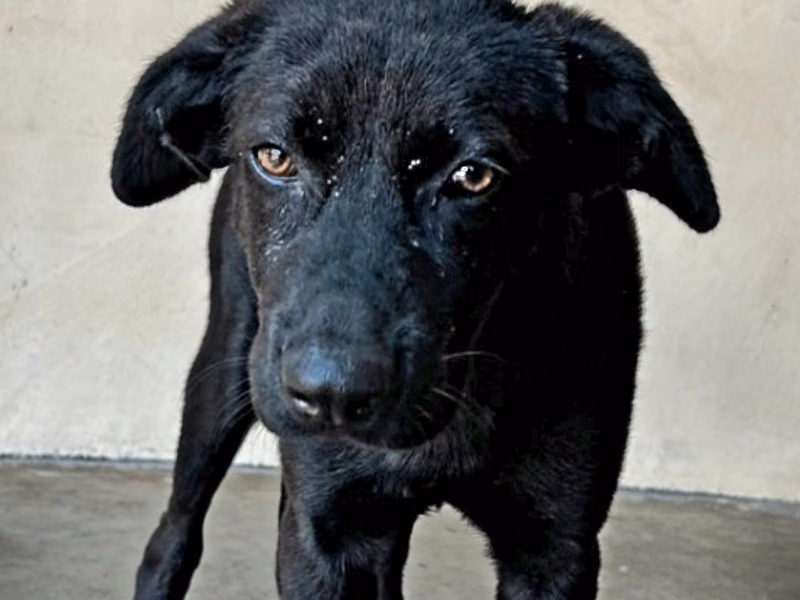 Black adult male mixed-breed dog, Large, shelter no. …8015