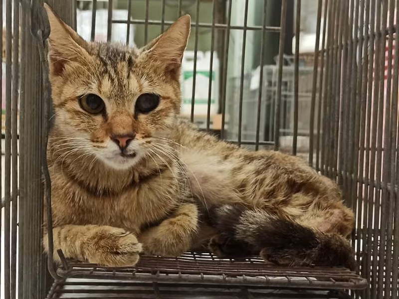 Adult female mixed-breed cat, Small, shelter no. …4C02