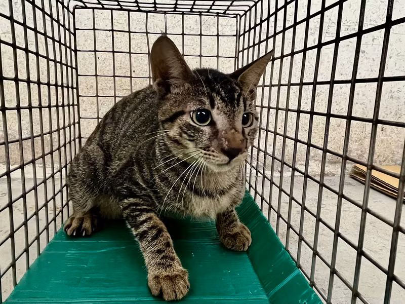 Tabby adult female mixed-breed cat, Medium, shelter no. …1404