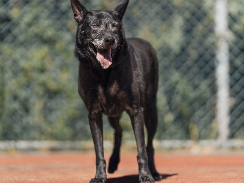 Black adult male mixed-breed dog, Medium, shelter no. …0505