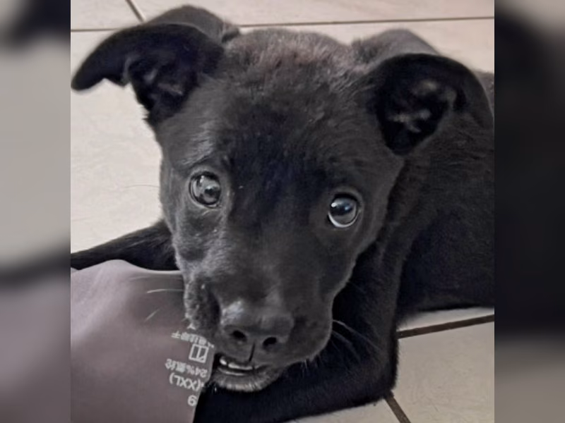 Black young female mixed-breed dog, Small, shelter no. …3011