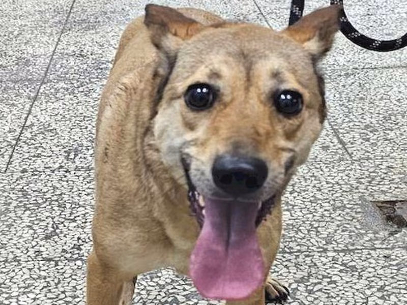 Brown adult female mixed-breed dog, Large, shelter no. …0878