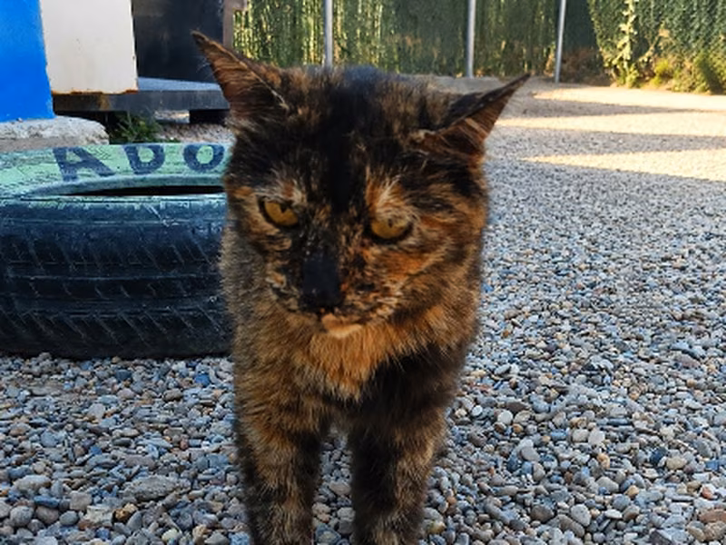 Panacota, Adult · Female · Small · European Shorthair