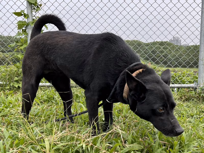 Black adult female mixed-breed dog, Medium, shelter no. …2303