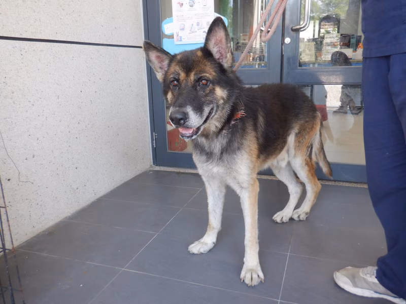 Black-and-tan adult male mixed-breed dog, Large, shelter no. …2519