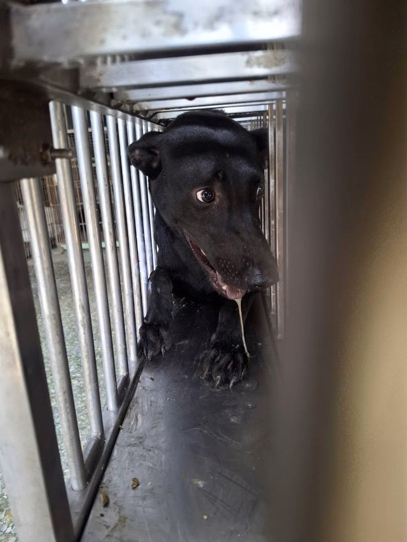 Black adult male mixed-breed dog, Medium, shelter no. …1-05