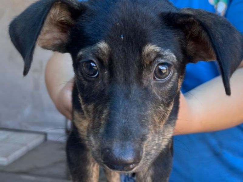 Black-and-tan young female mixed-breed dog, Small, shelter no. …3005
