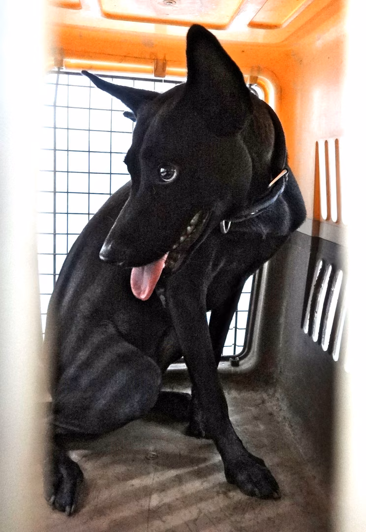 Black adult female mixed-breed dog, Large, shelter no. …1652