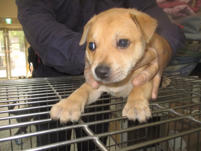 Tan young male mixed-breed dog, Small, shelter no. …1005