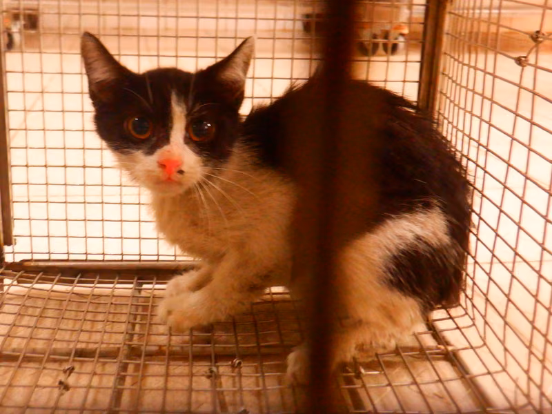 Black-and-white adult male mixed-breed cat, Small, shelter no. …27C3