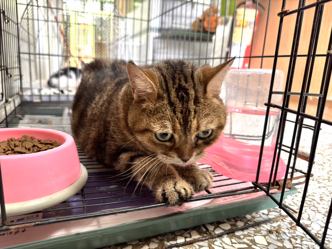 Tabby adult male American Shorthair, Large, shelter no. …17C4