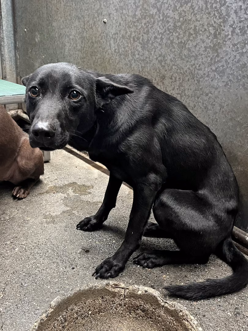 Black adult female mixed-breed dog, Medium, shelter no. …8002