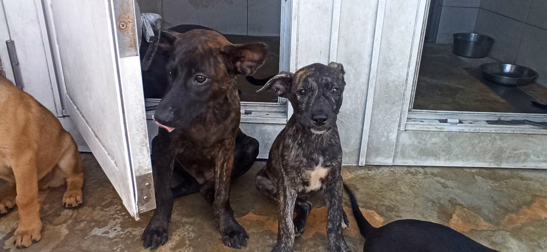 Young male mixed-breed dog, Small, shelter no. …4D02