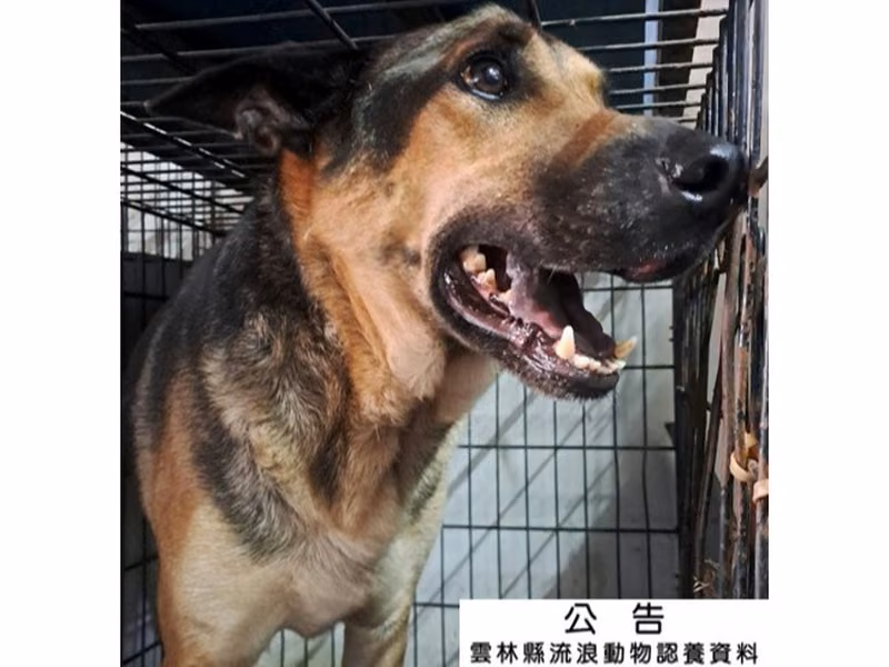 Black-and-brown adult male mixed-breed dog, Large, shelter no. …057D
