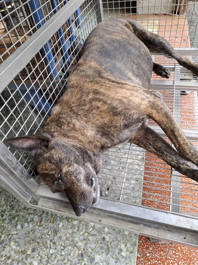 Tabby adult female mixed-breed dog, Medium, shelter no. …0-07