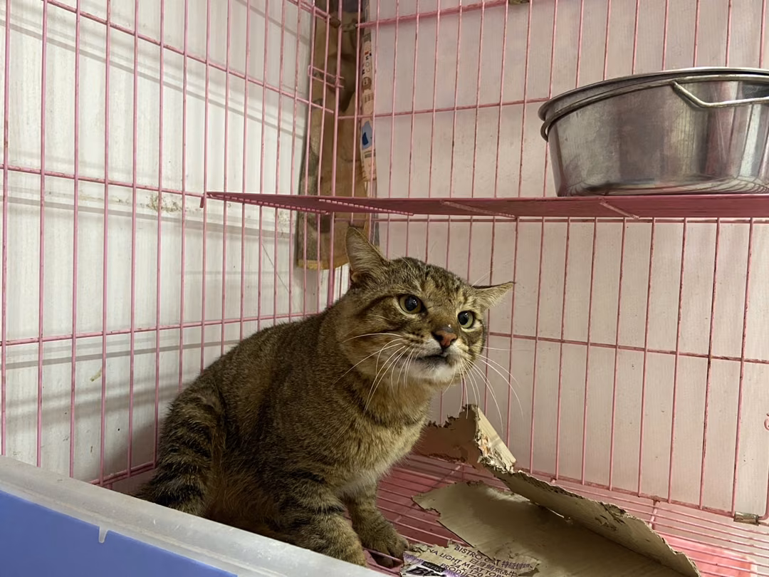 Tabby adult male mixed-breed cat, Medium, shelter no. …0702
