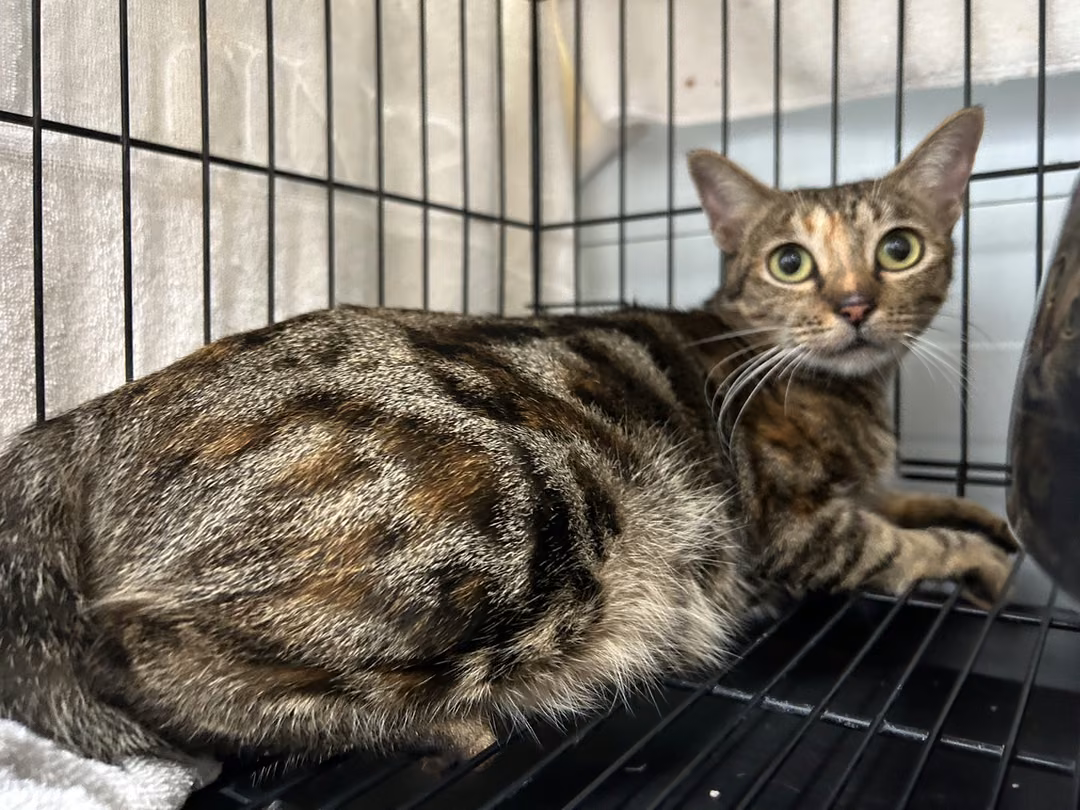 Tabby adult female mixed-breed cat, Medium, shelter no. …0401